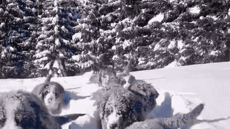 puppies cut a path through snow