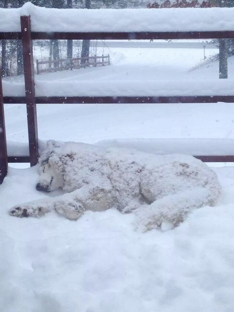 dog sleeping in pile of snow