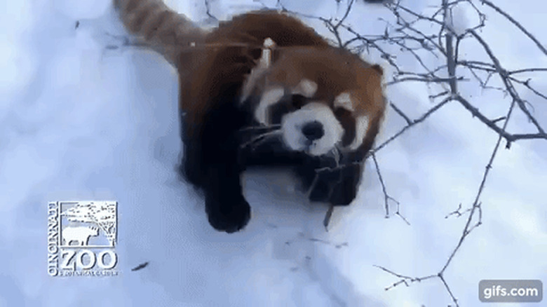 red panda loves snow