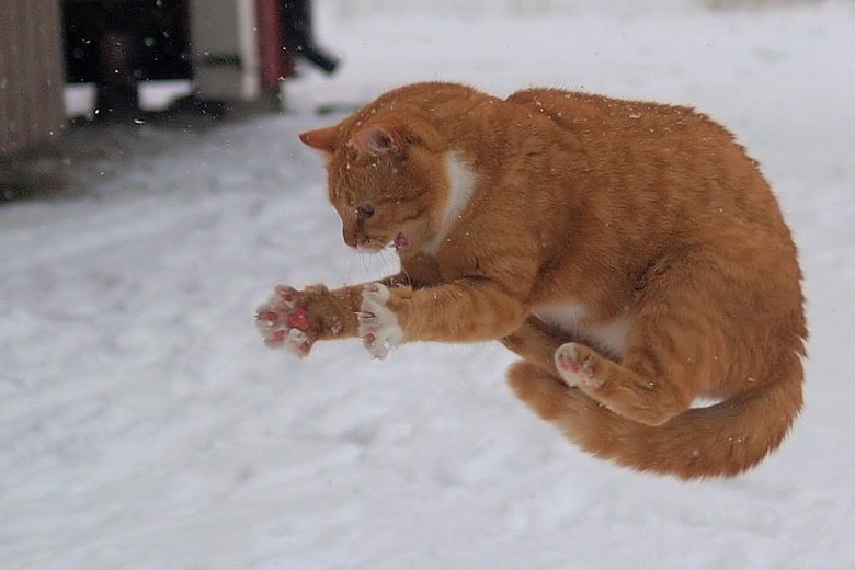 Cat trying to grab snowflake.