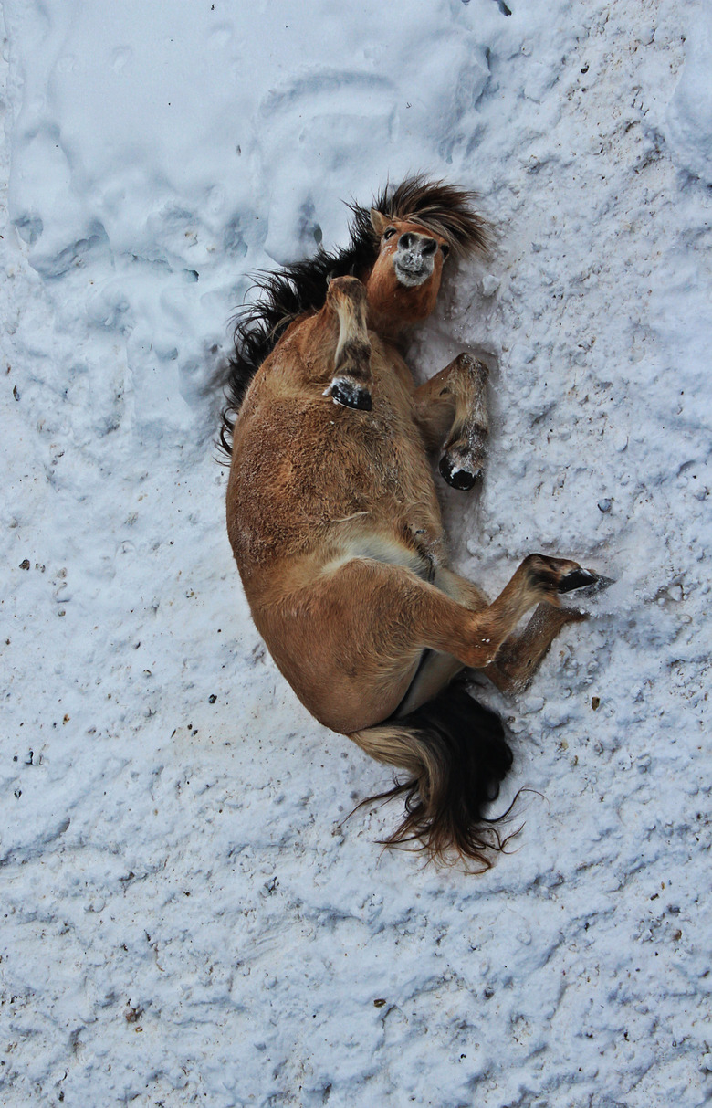 Horse rolling in snow.