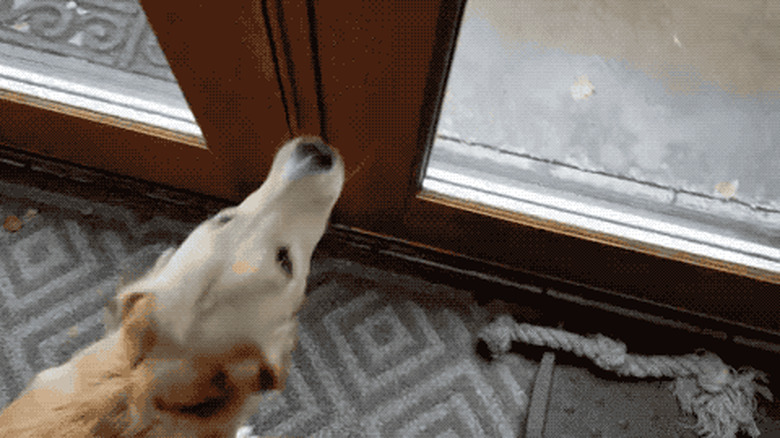 dog excited about snow