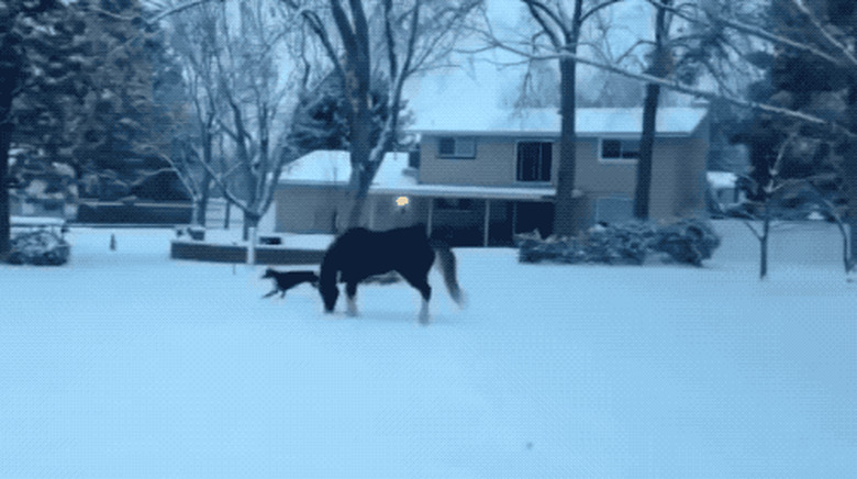 horse and dog play in snow