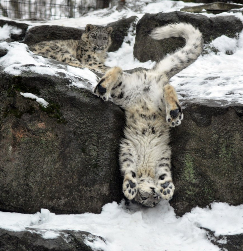 Snow leopard falling off snowy rock.