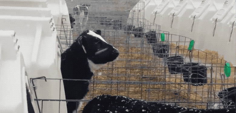 cow tries to catch snowflakes