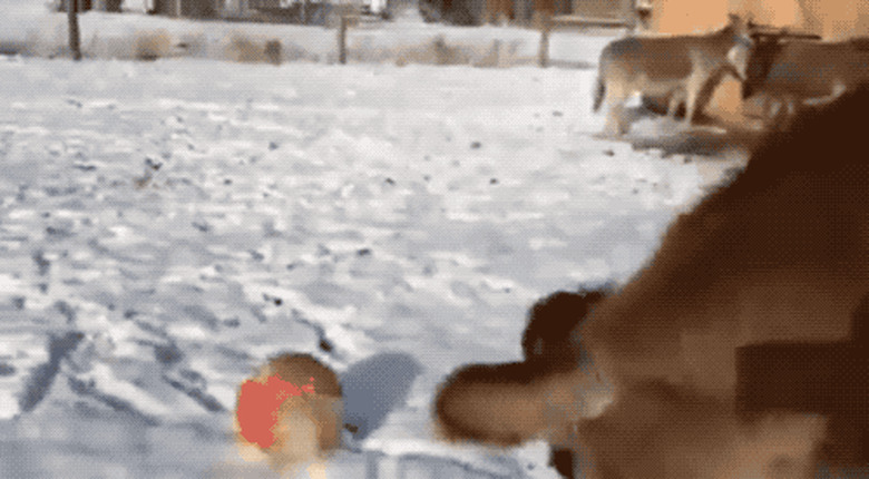 cow plays with ball in snow