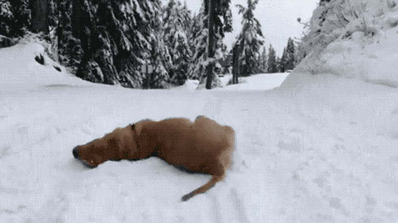 dog rolls around in snow