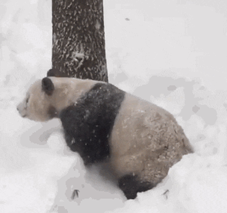 panda playing in snow