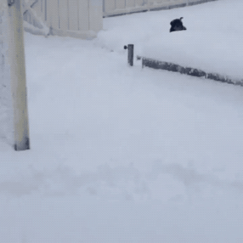 dog runs through snow drifts