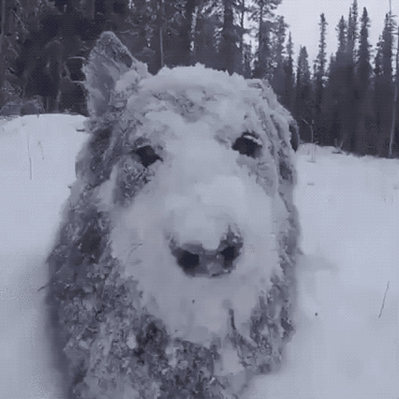 dog shakes snow off coat