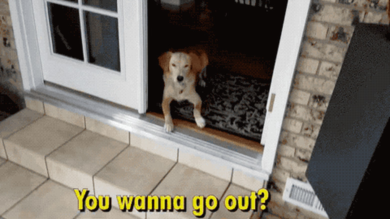 dog excited about snow