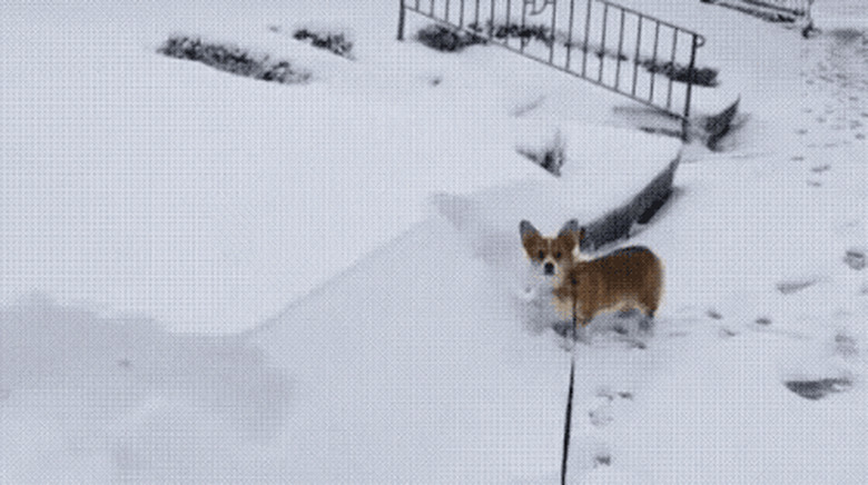 corgi tries to run through snow