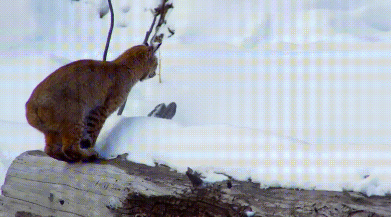 bobcat jumps into snow drift