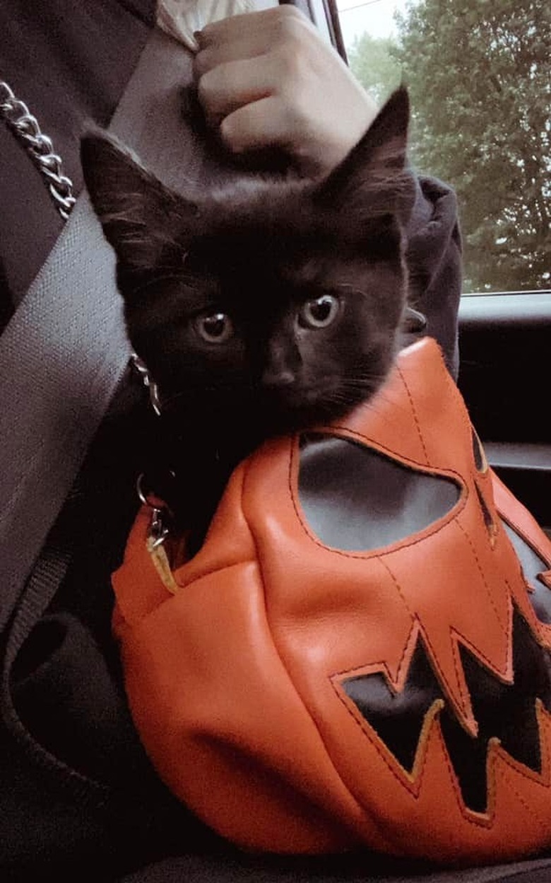 black kitten sitting in pumpkin purse