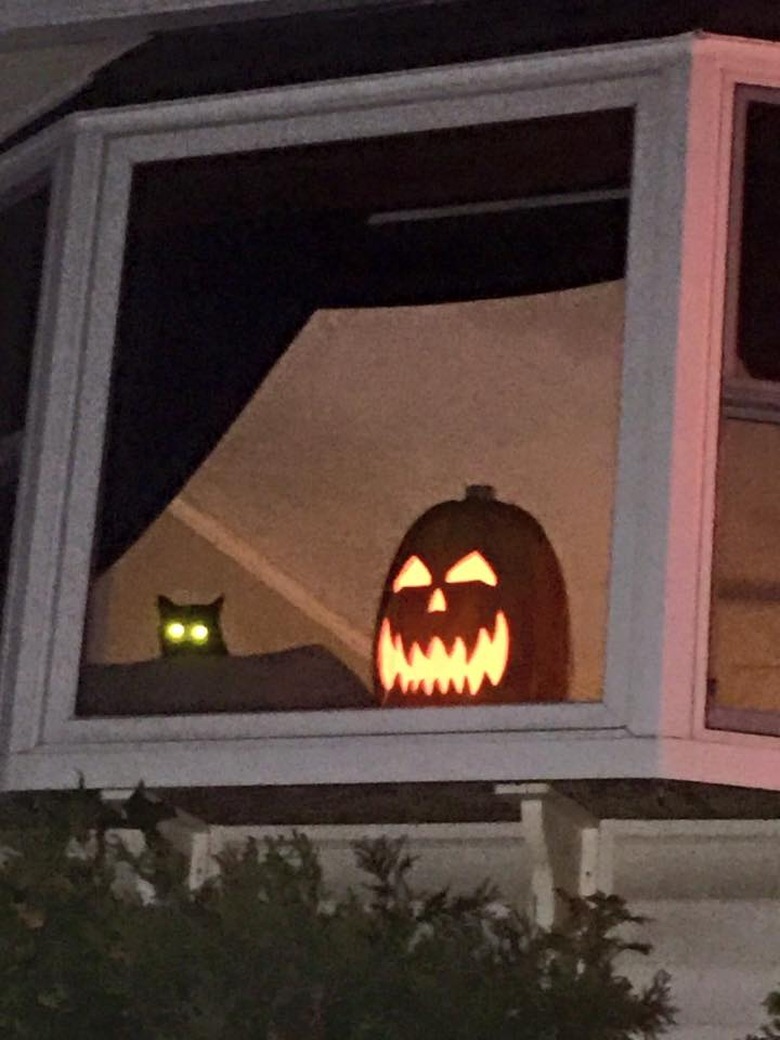 black cat sits next to glowing pumpkin