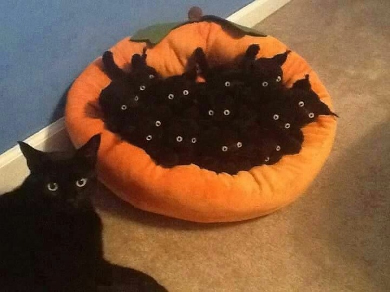 black cat and black cat kittens in pumpkin plush