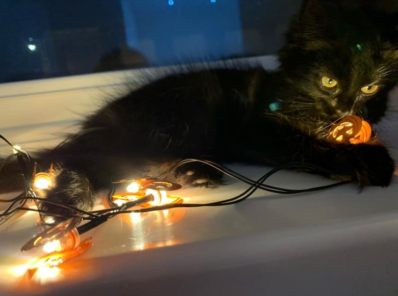 black cat sits on Halloween lights