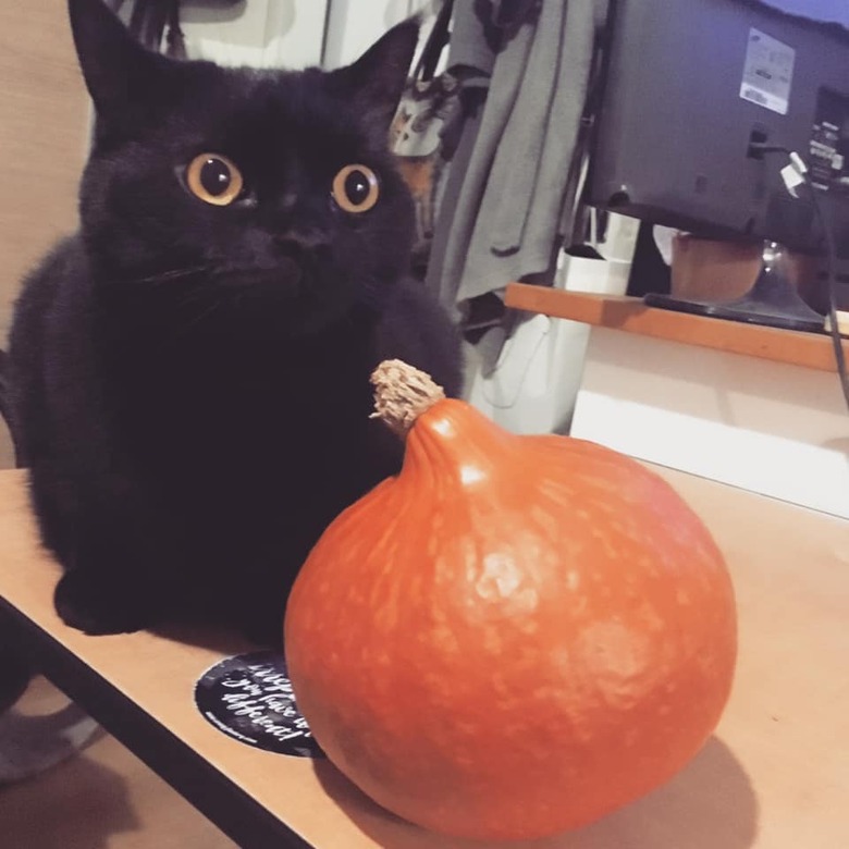 cat pushes pumpkin off counter