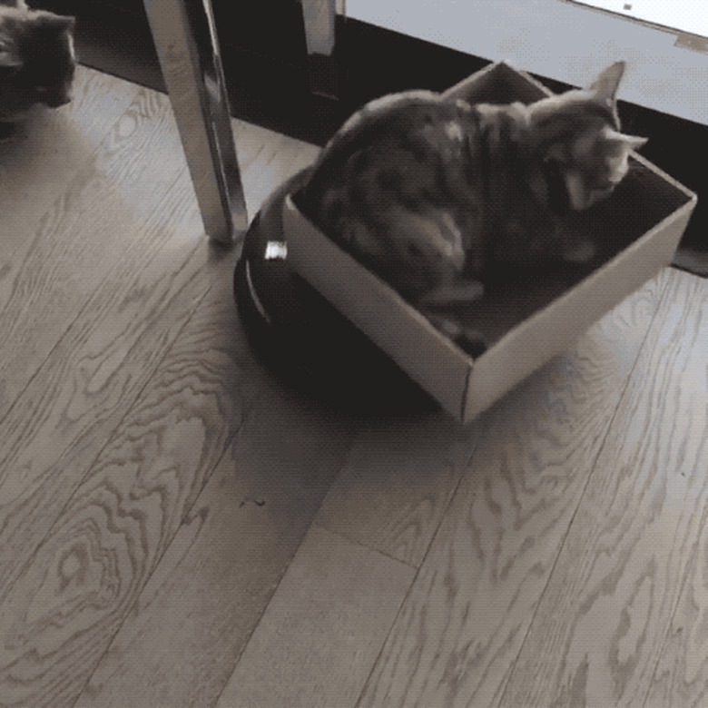 cat in box riding on top of Roomba