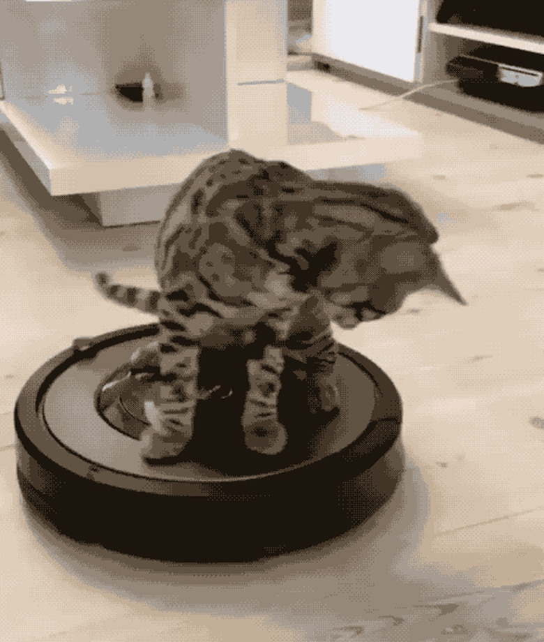 Cats reacting to roombas and robo vacuums