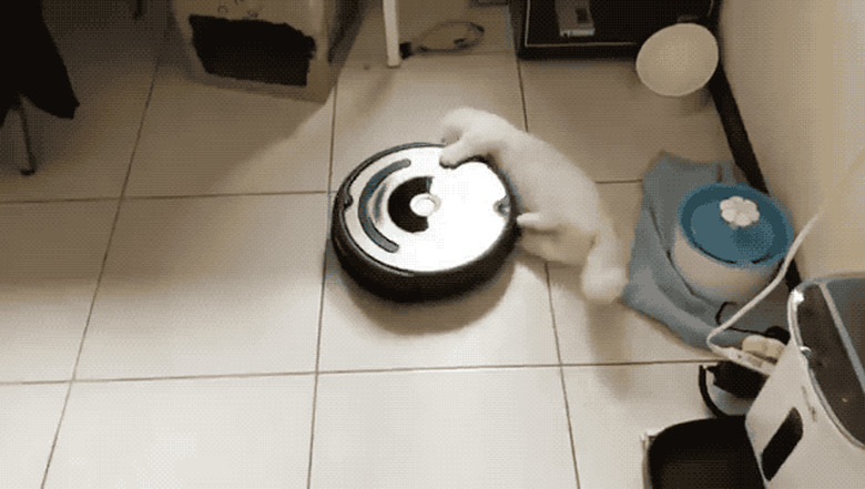 Cats reacting to roombas and robot vacuums