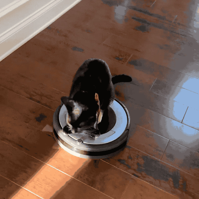 Cats reacting to roombas and robo vacuums