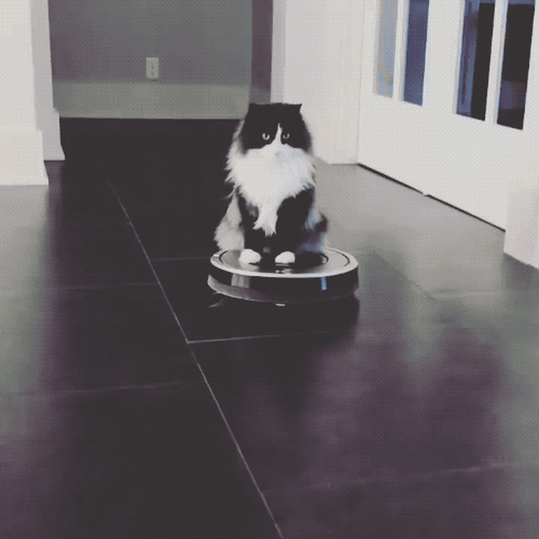 cat rides on Roomba