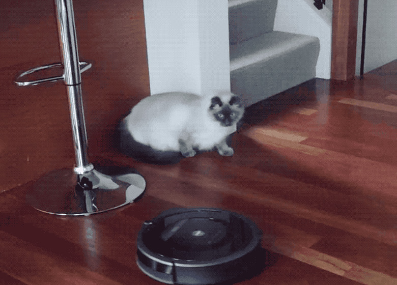 Cats reacting to roombas and robo vacuums