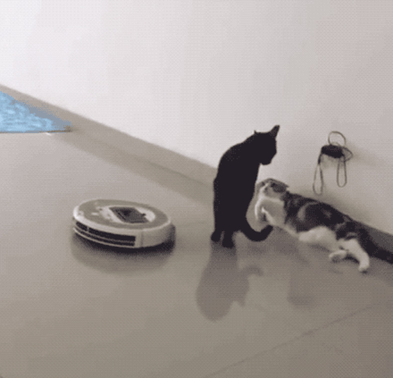 Cats reacting to roombas and robot vacuums