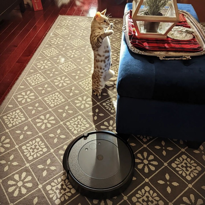 cat retreating from Roomba