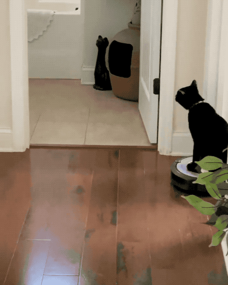 cat rides on Roomba