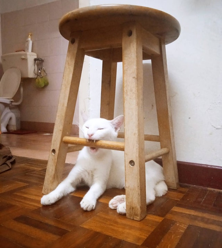 White cat biting down on rung off wooden stool