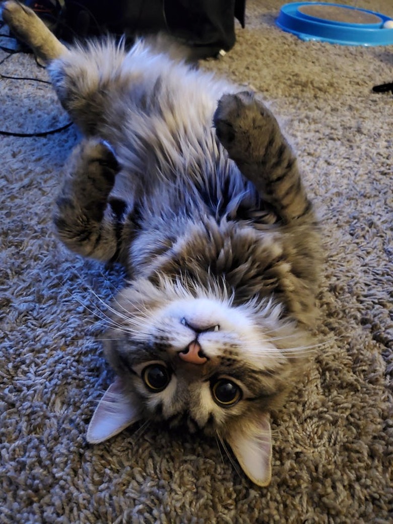 Cat lying on its back with its canines showing