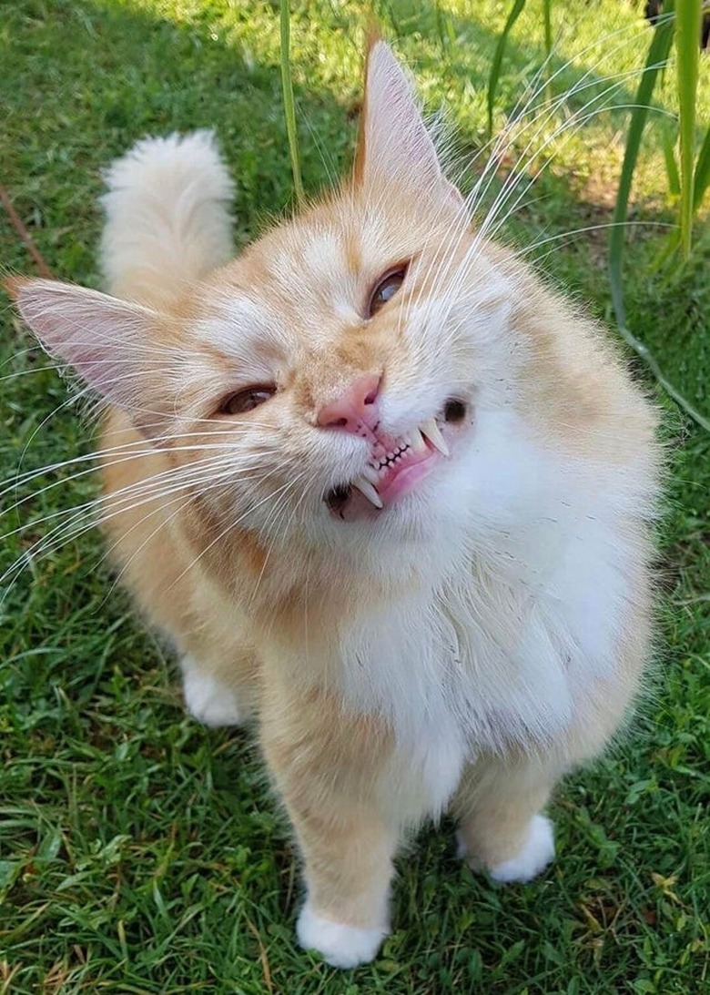 Cat on grassy lawn showing all its teeth in a 