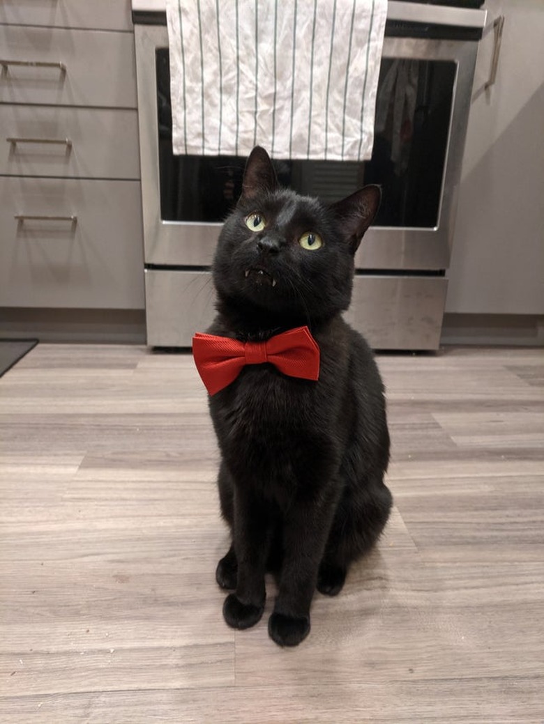 Black cat with red bowtie showing off little fangs