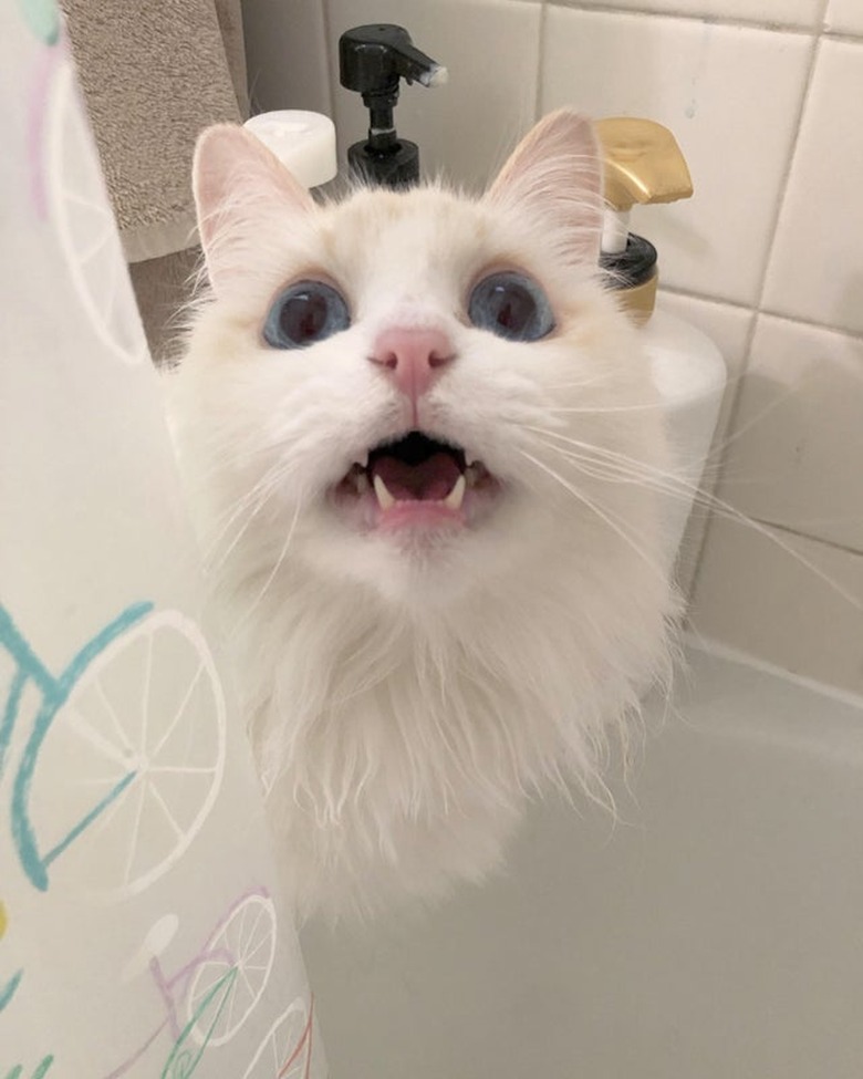 Cat meowing at person in shower