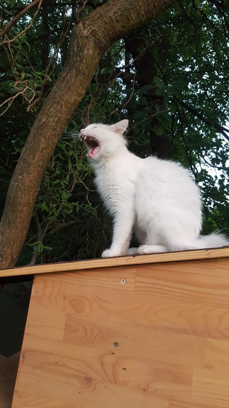 Cat yawing on roof of shed