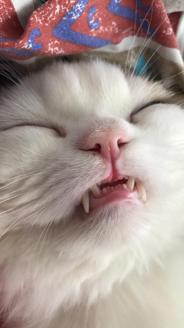 Sleeping cat with teeth showing