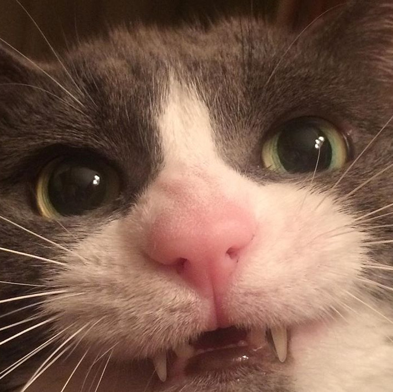 Close up of cat with top and bottom canines showing