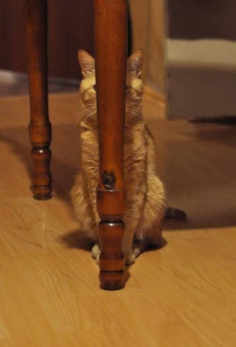 Hidding Cat