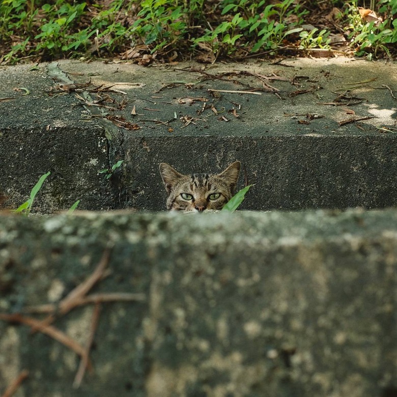 cat hiding behind curb