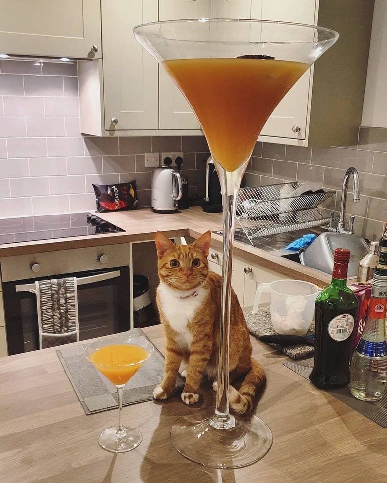 cat stands next to giant martini glass