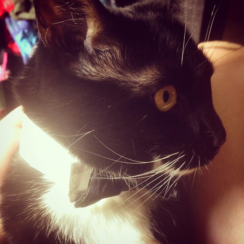 tuxedo cat wearing a black bowtie