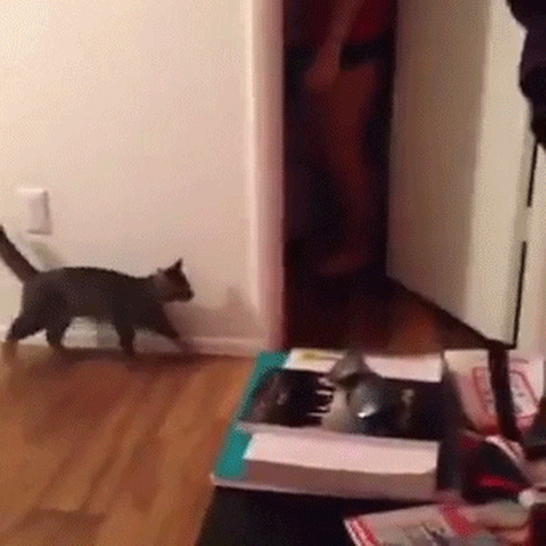 woman surprises cat