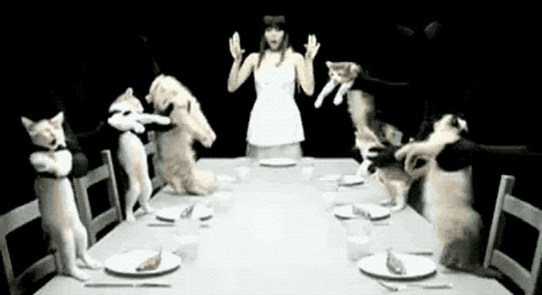 cats dancing at dinner table