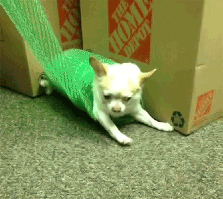 dog in bubblewrap