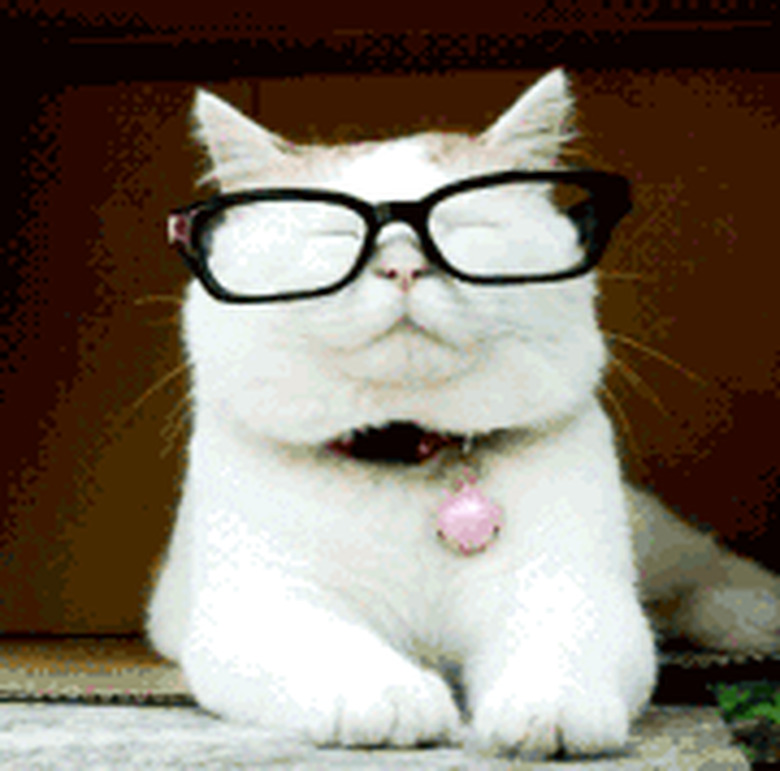 cat taking glasses off