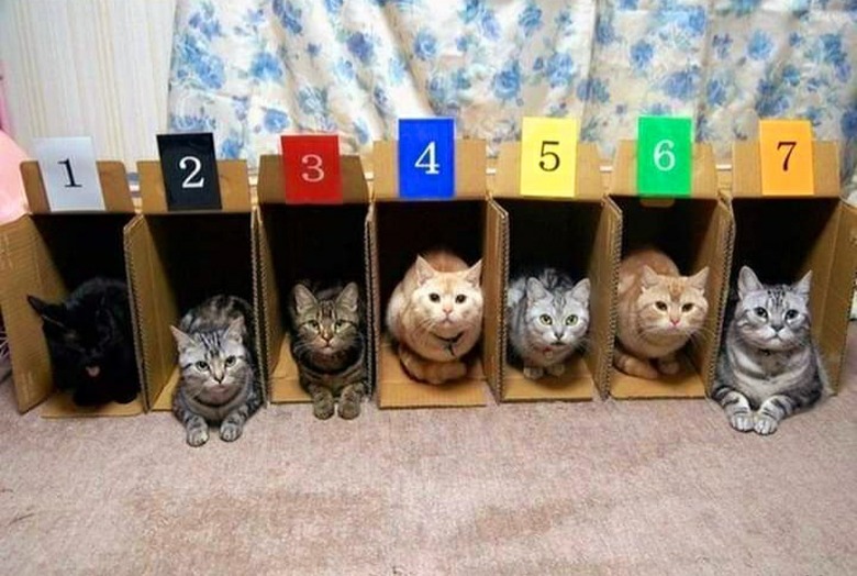 cats can't be trained to race