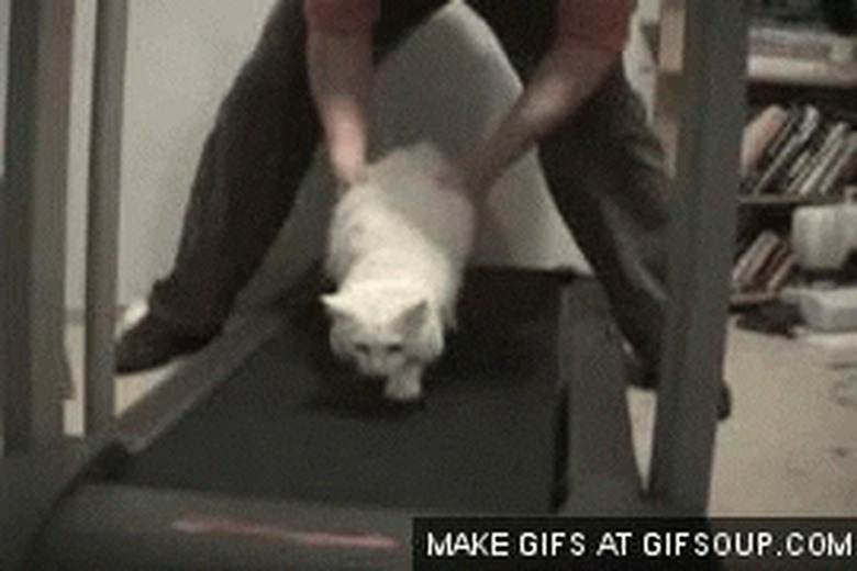 cat refuses to walk on treadmill