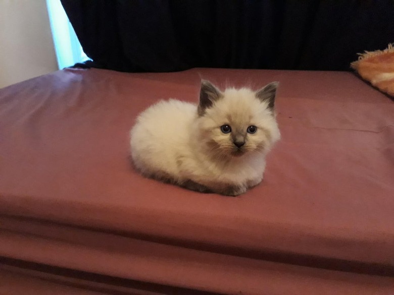 Kitten sitting in loaf shape